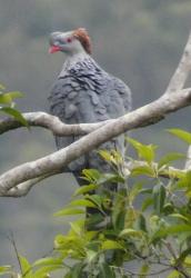 Topknot pigeon